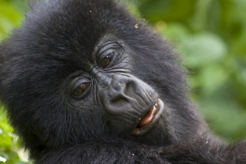 Bwindi Impenetrable National Park image 4
