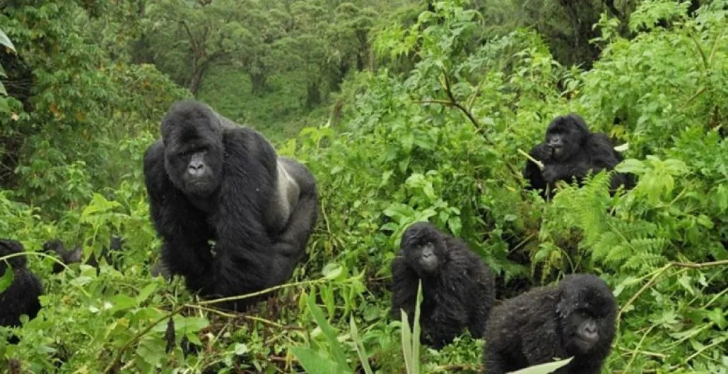 Ultimate Guide to Gorilla Trekking