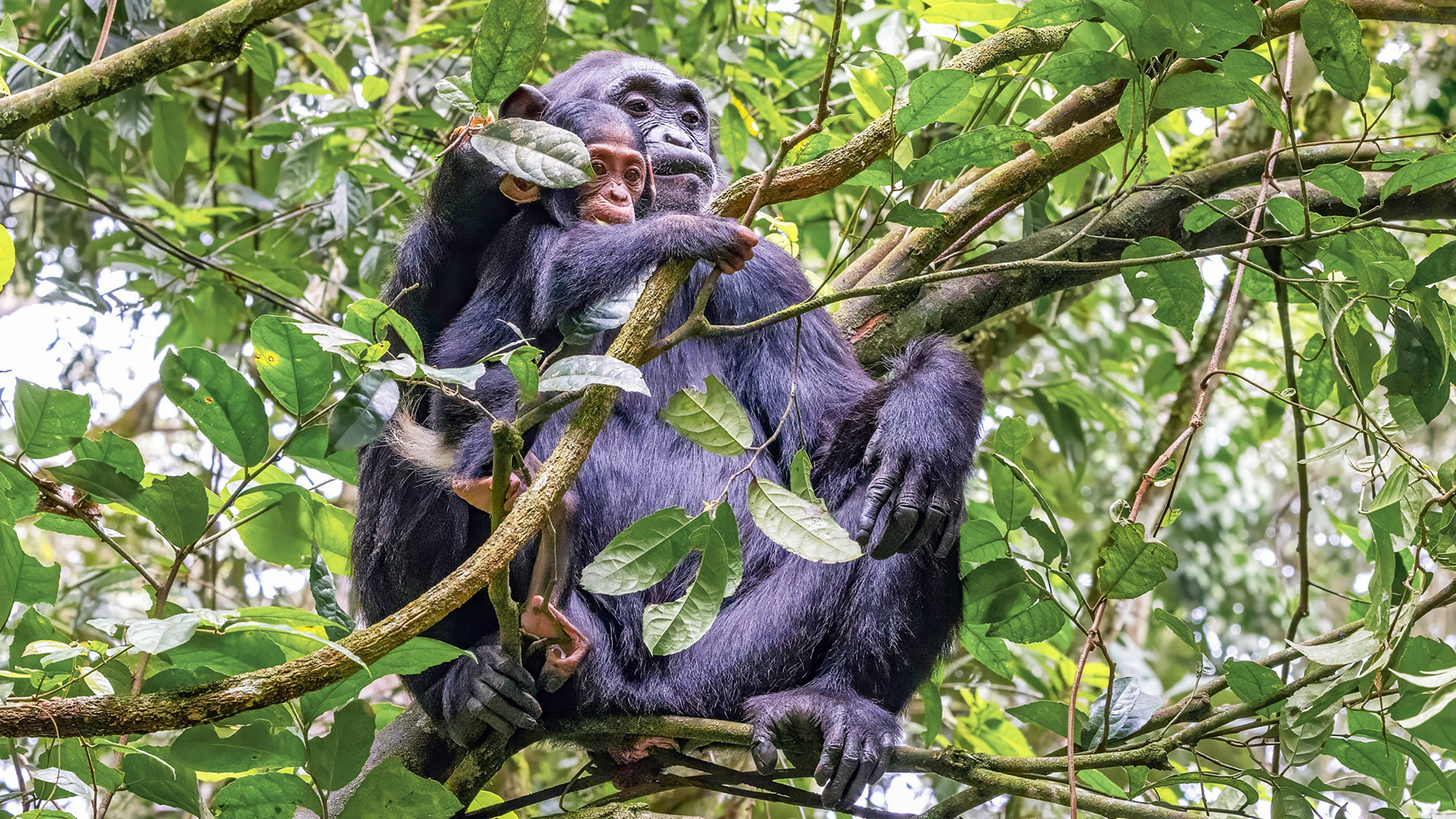 Kibale National Park image 2