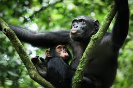 Kibale National Park image 4