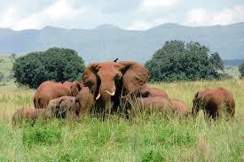 Kidepo Valley National Park image 2
