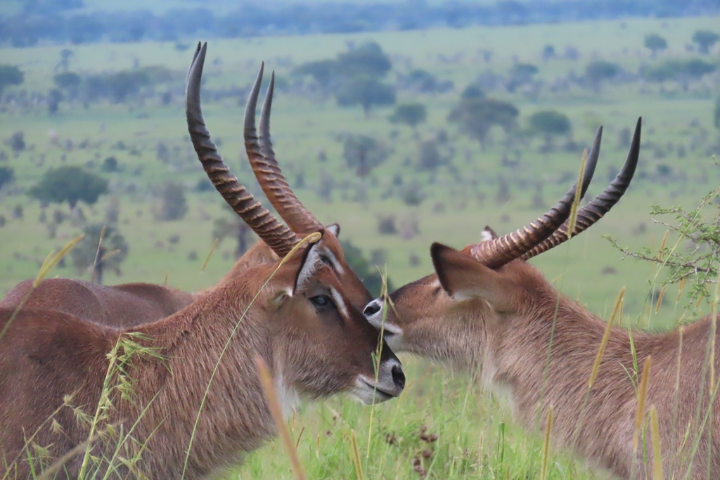 Kidepo Valley National Park image 3