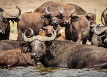 Queen Elizabeth National Park image 2