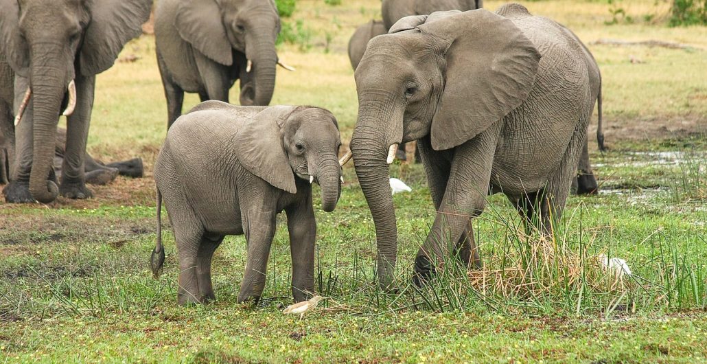 Queen Elizabeth National Park image 7