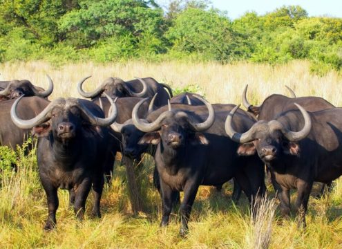 Queen Elizabeth National Park main view
